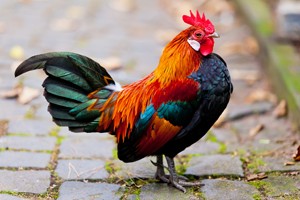 How do rooster comb shots help arthritic knees?